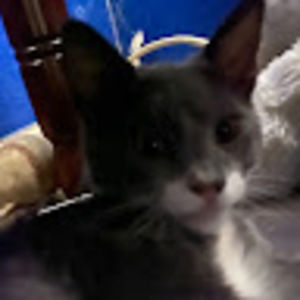 Meet your Posher, Damian